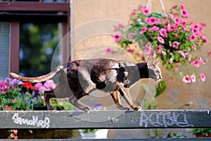 A brown oriental cat climbed onto a bench