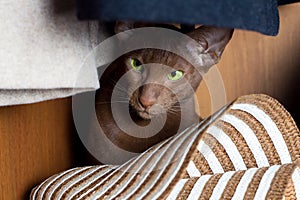 A brown oriental cat is hiding in the closet. A beautiful brown cat with green eyes
