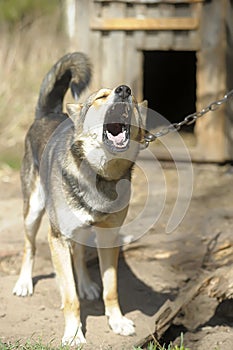 Brown outbred dog on a chain