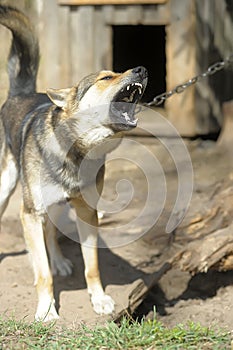 Brown outbred dog on a chain