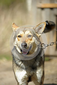 Brown outbred dog on a chain