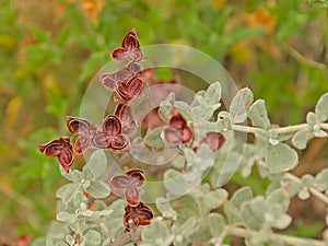 Brown overblown flowers of a rock rose