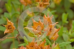 Brown overblown flowers of a rock rose