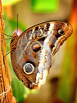 Brown owl butterfly