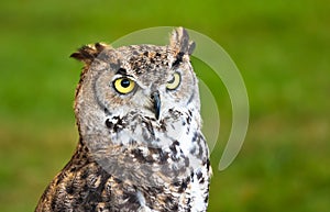 Brown owl closeup