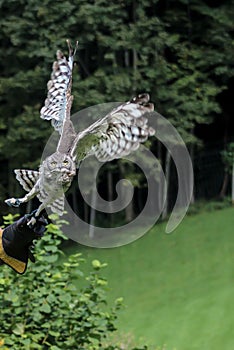 Brown owl, falconry, Vorarlberg, Austria