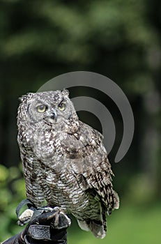 Brown owl, falconry, Vorarlberg, Austria