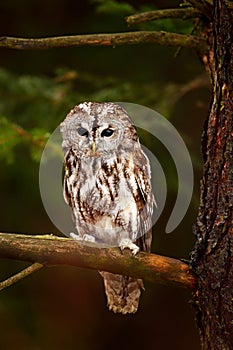 Brown owl sitting on tree stump in the dark forest habitat with catch. Beautiful animal in nature. Bird in the Sweden forest. Wild