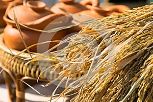 Brown paddy jasmine rice background,