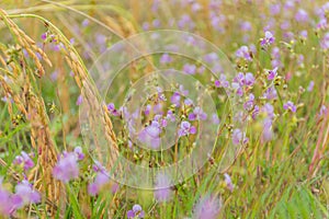 Brown paddy rice seed field with the small flower of grass weed foreground,Common Spiderwort,Murdannia nudiflora,Commelinaceae,flo