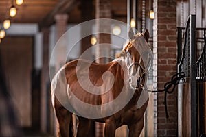 Brown paint horse with white parts of its chops poses inside the stable