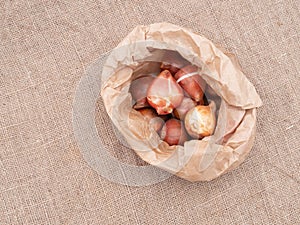 Brown paper bag of assorted tulip bulbs on hessian, burlap fabric with copyspace. Overhead view.