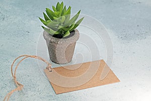 Brown paper label on string and small succulent plant