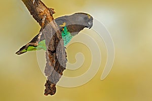 Brown Parrot, Poicephalus meyeri, green and grey exotic bird sitting on the tree, Botswana, Africa. Wildlife scene from the safari