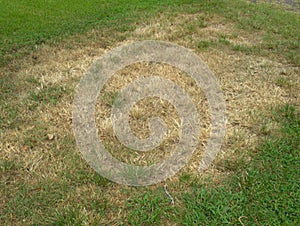 Brown Patch fungus in lawn