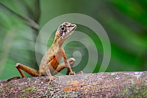 Brown-patched Kangaroo Lizard - Otocryptis wiegmanni