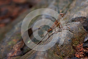 Brown-patched Kangaroo Lizard - Otocryptis wiegmanni