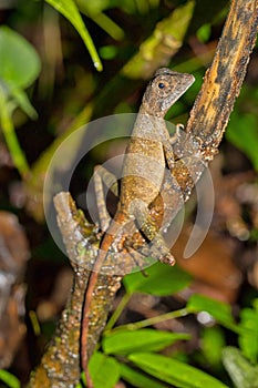 Brown-patched Kangaroo lizard, Sinharaja National Park Rain Forest, Sri Lanka