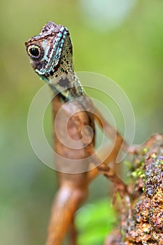 Brown-patched Kangaroo Lizard, Sinharaja National Park Rain Forest, Sri Lanka