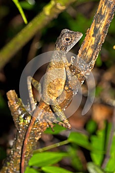 Brown-patched Kangaroo Lizard, Sinharaja National Park Rain Forest, Sri Lanka