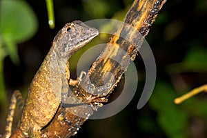 Brown-patched Kangaroo Lizard, Sinharaja National Park Rain Forest, Sri Lanka