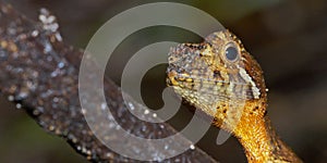 Brown-patched Kangaroo lizard, Sinharaja National Park Rain Forest, Sri Lanka