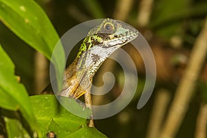 Brown-patched Kangaroo lizard, Sri Lankan Kangaroo Lizard, Sinharaja National Park, Sri Lanka