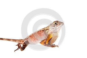 The Brown-patched Kangaroo lizard on white