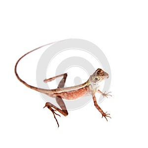 The Brown-patched Kangaroo lizard on white