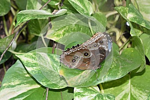 Brown Patterned Barnowl Butterfly in a Garden