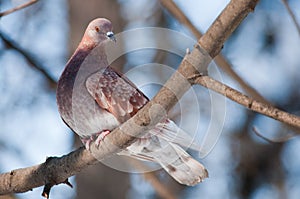 Brown pegion on a tree branch