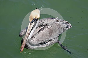 Brown Pelican #1