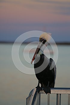 Brown Pelican