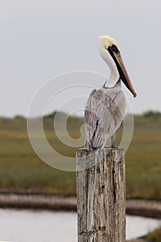 Brown Pelican