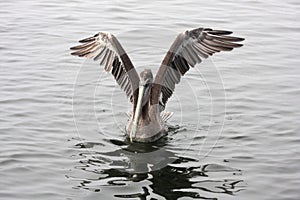 Brown Pelican