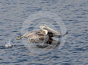 Brown Pelican