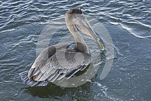 Brown Pelican