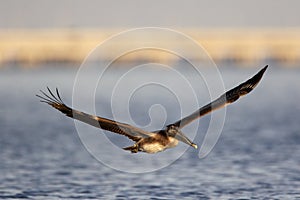 Brown Pelican