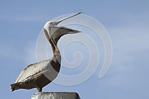 Brown Pelican