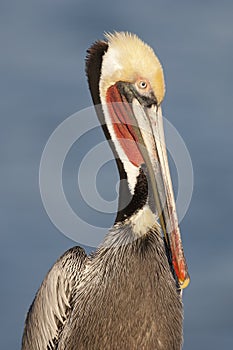 Brown Pelican