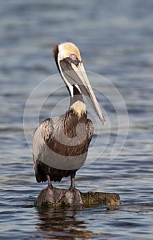 Brown Pelican