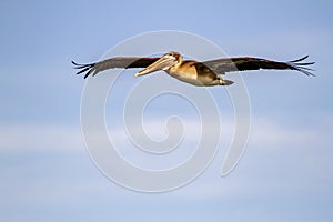 Brown Pelican