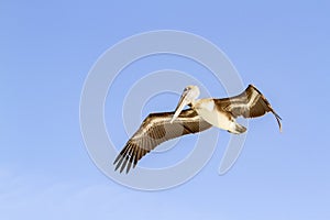 Brown Pelican