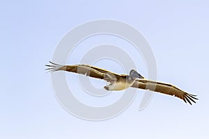 Brown Pelican