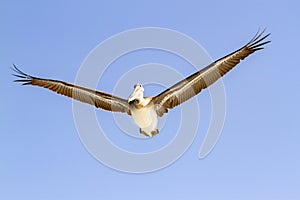 Brown Pelican