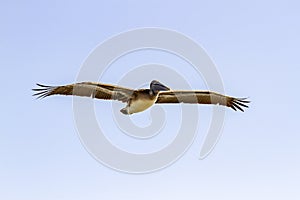 Brown Pelican