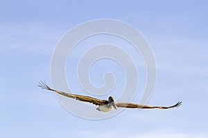 Brown Pelican