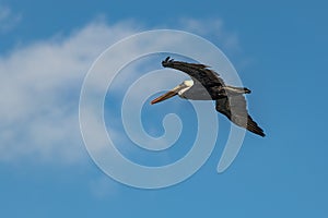 Brown Pelican