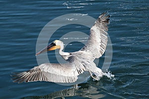 Brown Pelican