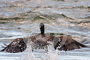 Brown pelican